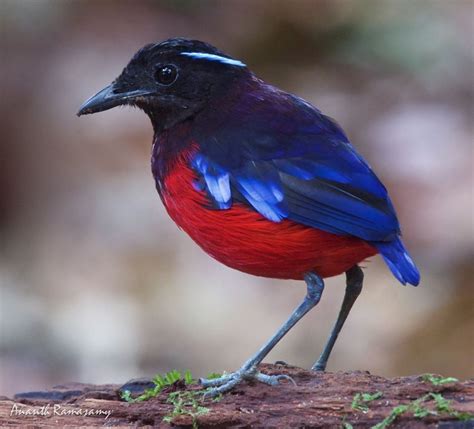 black pitta alley|black crown pitta.